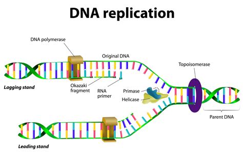 animation of dna replication|dna replication video step by.